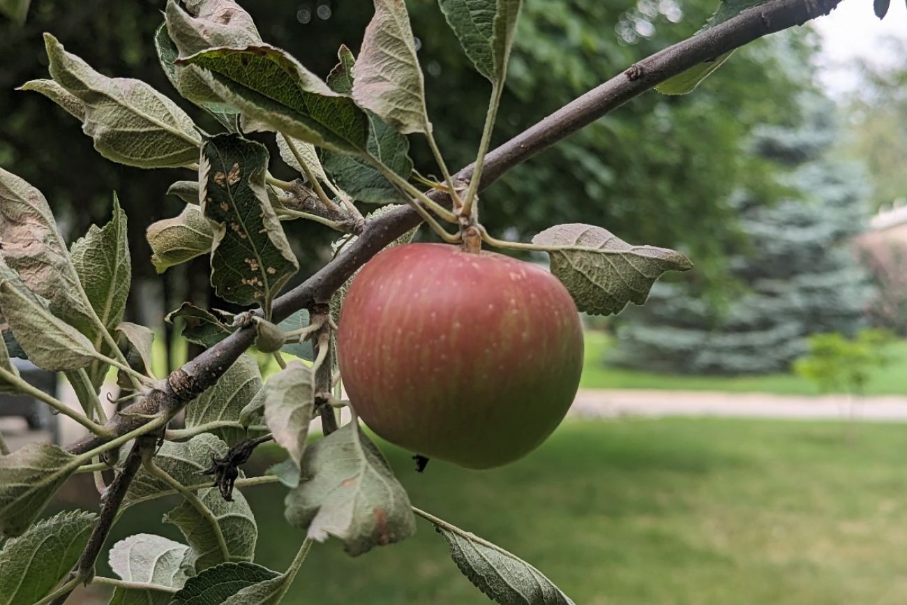 An Apple hanging on a tree