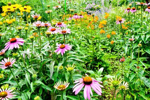 A photo of native plants